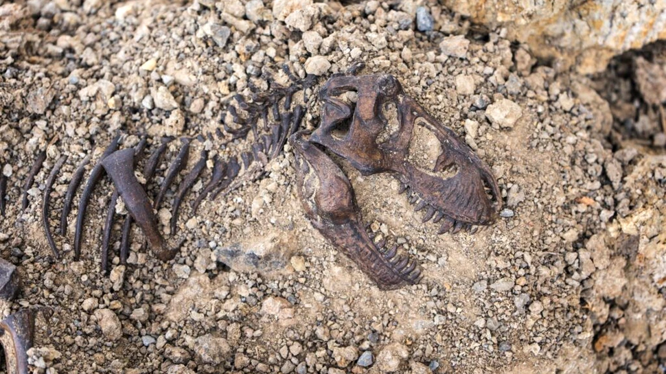 Un mic prădător din Jurasic a deschis calea către evoluția creierului uman