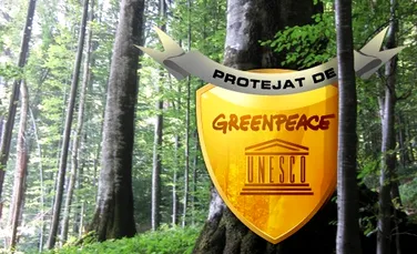Greenpeace vrea peste 20.000 de hectare de păduri virgine de fag din România în Patrimoniul Mondial UNESCO