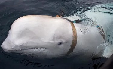 Controversele balenei cu ham, instruită de către armata rusă. ”Instinctul nostru ne-a spus că cerea ajutor”