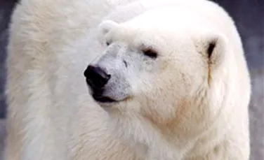 A murit cel mai batran urs polar din lume