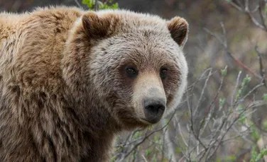 Un celebru alpinist scoţian a supravieţuit unui atac al ursului grizzly. ”S-a repezit, din nou, şi i-a zdrobit fluierul piciorului” – FOTO