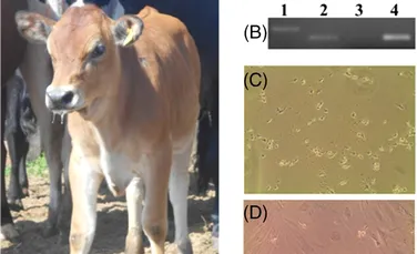 Prima vacă transgenică poate produce insulină umană direct în lapte
