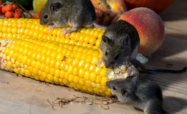 Șoarecii hrăniți cu alimente procesate sunt mai vulnerabili la gripă decât cei hrăniți cu cereale