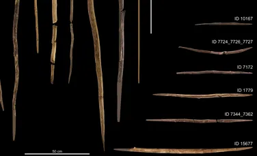 Unelte de lemn vechi de 300.000 de ani arată cum trăiau neanderthalienii