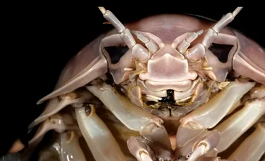 O nouă specie de crustaceu gigantic a fost botezată după Darth Vader
