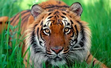 Tigrii lupta impotriva distrugerii padurilor