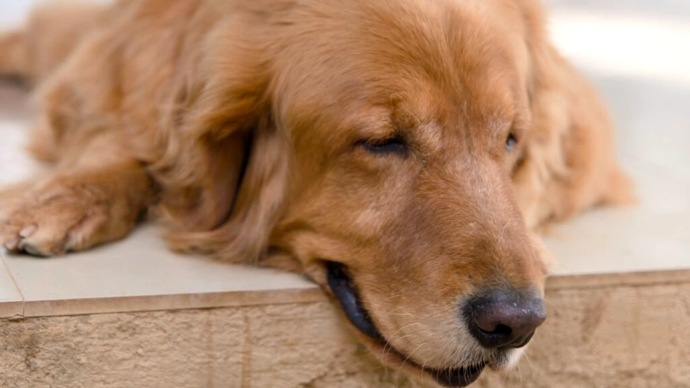 Chiar și câinii pot face Alzheimer. Care sunt semnele de demență canină?