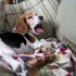 Cercetătorii au creat câini la care oamenii să nu fie alergici