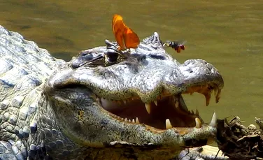 Descoperire derutantă: unele animale se hrănesc cu „lacrimi de crocodil”! (VIDEO)
