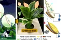 Plantele artificiale care produc electricitate sunt acum realitate