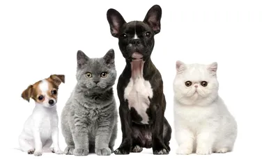 Ce animal îţi place mai mult – câinele sau pisica? Ce spune această preferinţă despre inteligenţa şi personalitatea ta