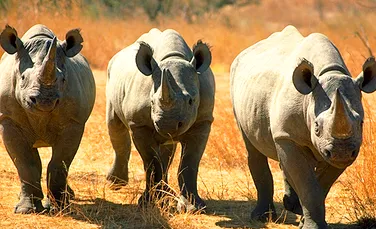 Braconarea rinocerilor este pe val