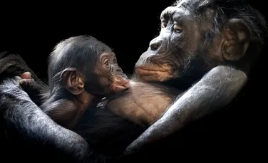 În rezervaţia Dzanga Sangha s-a născut un pui de gorilă