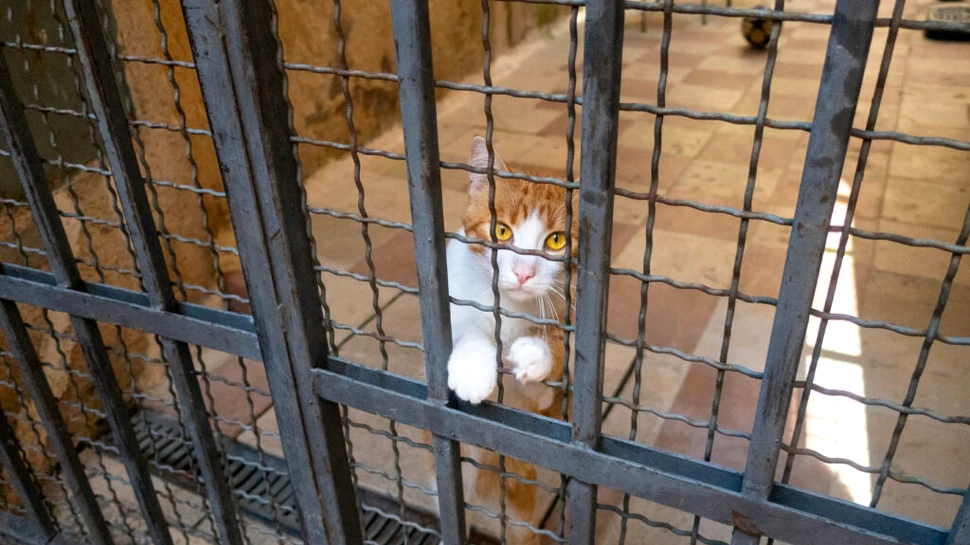 Cum se foloseau deținuții dintr-un penitenciar din Rusia de o pisică ca să facă rost de droguri?