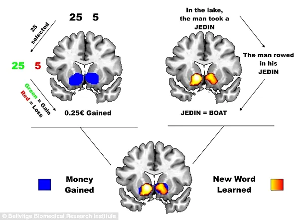 Scanarea arată că jocurile de noroc şi învăţarea limbajului activează aceeaşi zonă cerebrală