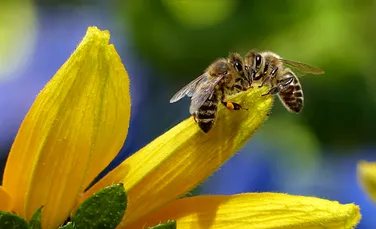 Albinele sunt chiar şi mai inteligente decât se credea. Micile insecte intră în grupul restrâns de vietăţi care înţeleg conceptul de zero