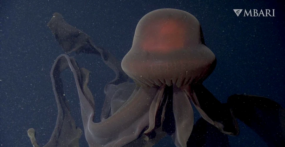Întâlnire rară în adâncurile oceanului. O „meduză fantomă gigant”, observată de cercetători