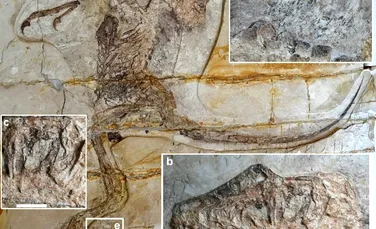 Măruntaiele unui dinozaur carnivor, descoperite într-o fosilă foarte rară