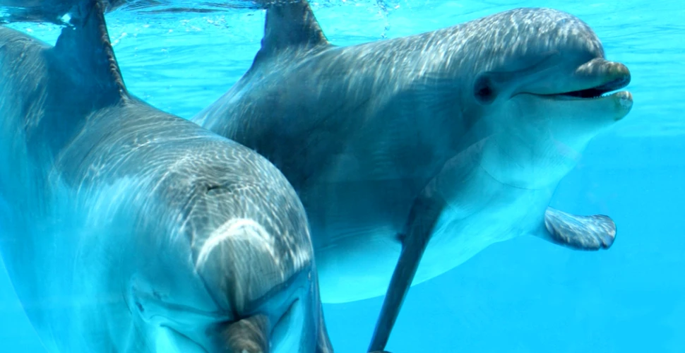 Cum au salvat delfinii viaţa unei tinere? O poveste emoţionantă