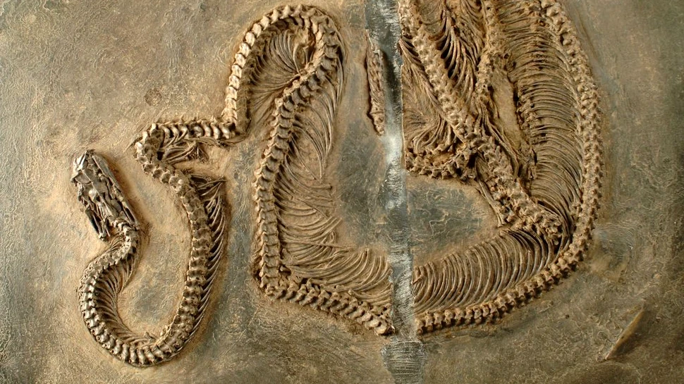 Fosila unui șarpe care vedea în infraroșu descoperită într-o carieră de piatră s-a dovedit a fi un strămoș al șerpilor boa