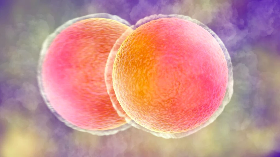 O echipă internațională de cercetători ar fi reușit, în premieră, „să întinerească” ovule umane