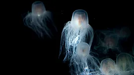 Animalul care nu poate muri de bătrânețe: Care este singura creatură biologic nemuritoare?