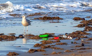 „Plasticoza”, o nouă boală care afectează păsările marine