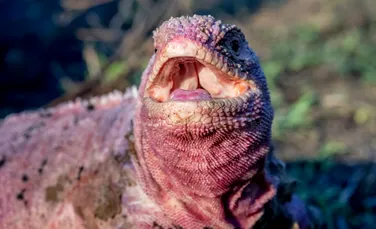 Pui de iguane roz au fost observați, în premieră, în Insulele Galapagos