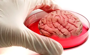 ”Mini-creier” creat în laborator. Descoperirea are implicaţii uriaşe pentru combaterea bolilor neurologice – VIDEO