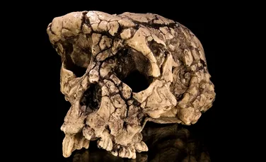 Un craniu controversat, vechi de 7 milioane de ani, ar putea să nu fie atât de uman pe cât am crezut