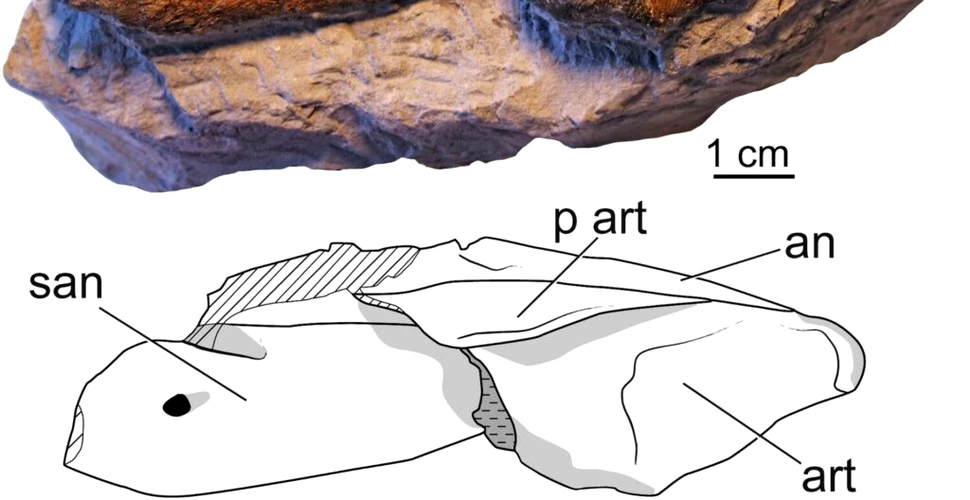 Un prădător din Jurasic recent descoperit are un strămoș încă necunoscut
