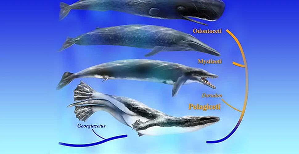 Primele balene inotau cu ajutorul picioarelor