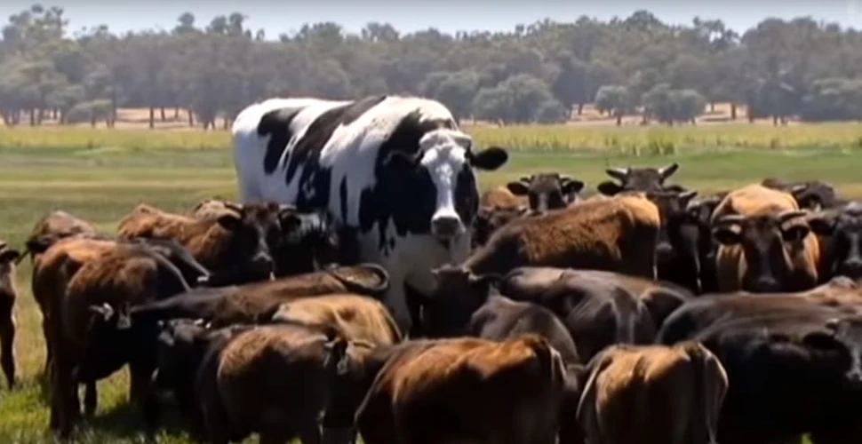 Un bou din Australia a devenit faimos datorită mărimii sale – VIDEO
