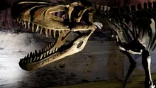 Un schelet de Tyrannosaurus rex vechi de 67 de milioane de ani, scos la licitație