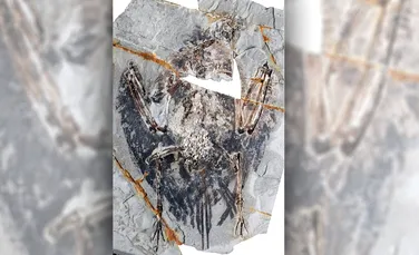 Un plămân extrem de bine conservat al unei păsări de acum 120 de milioane de ani a uimit paleontologii