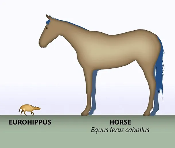 Dimensiunea unui cal preistoric în comparaţie cu un cal modern