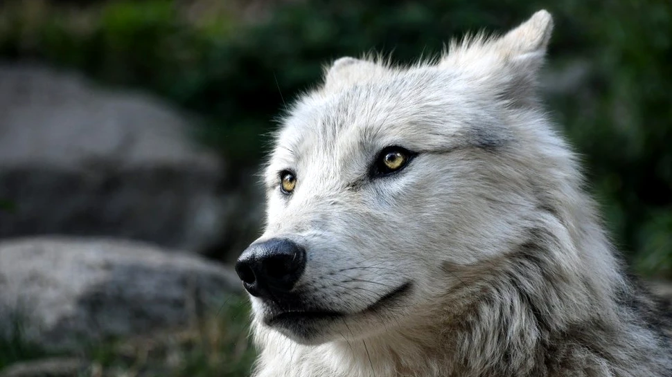 Lupii preistorici erau diferiți de lupii cenușii, arată ADN-ul acestora, conform unui studiu