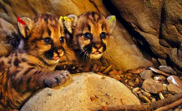 Doi lei de munte adorabili s-au născut recent