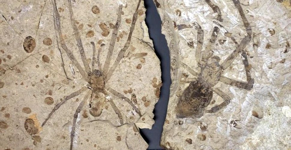 Mongolarachne Jurassica, păianjenii uriași din Jurasic