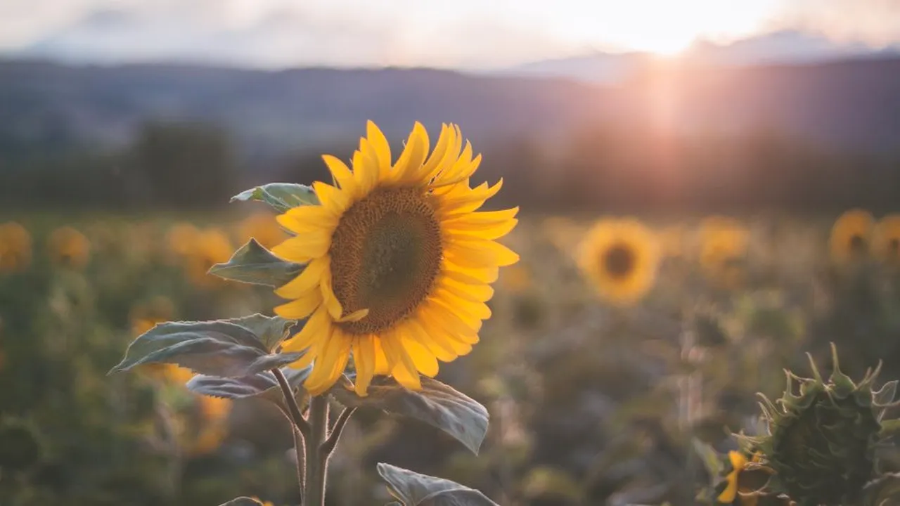 1-plante-modificate-genetic-unsplash 