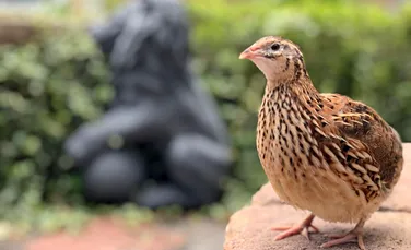 Ce se întâmplă cu păsările care dedică mai multă energie creșterii puilor?