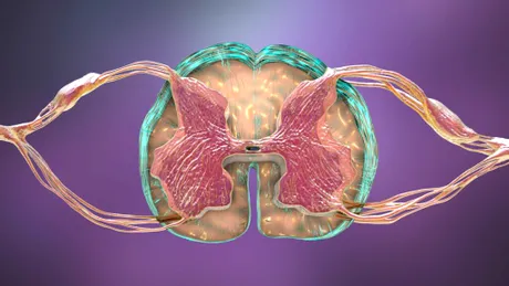 Măduva spinării poate acționa independent de creier, arată studiile