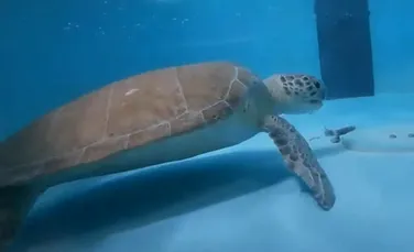 Prima proteză pentru o broască ţestoasă este testată în Thailanda