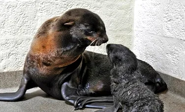 Cum arată un pui nou-născut de focă nordică cu blană? (FOTO/VIDEO)