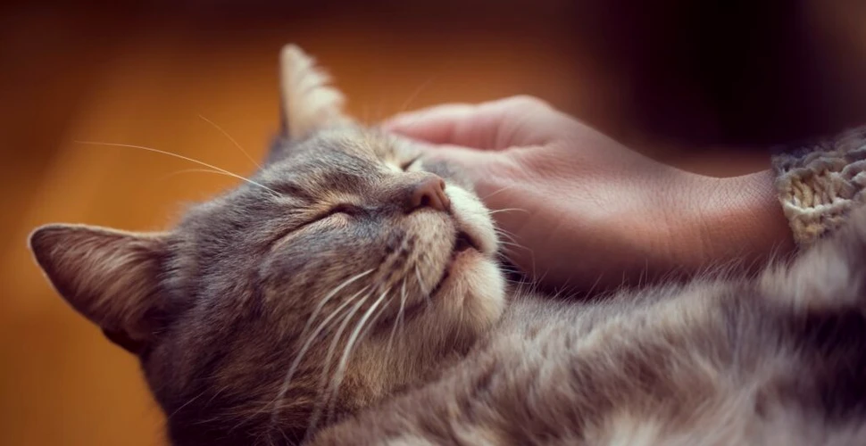 Știri importante: cercetătorii au înțeles cum torc pisicile!