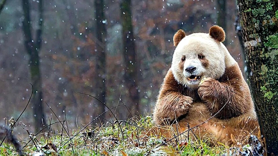 Quizai, singurul urs panda de culoare maro – Galerie Foto
