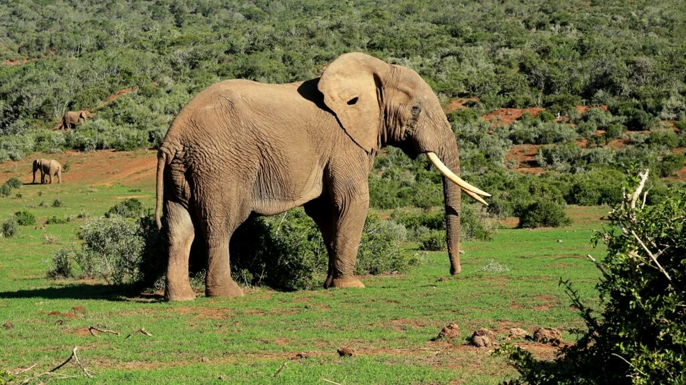 La fel ca oamenii, elefanții vor mâncare diferită în fiecare seară