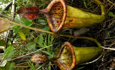 A fost descoperita o planta carnivora care prinde sobolani