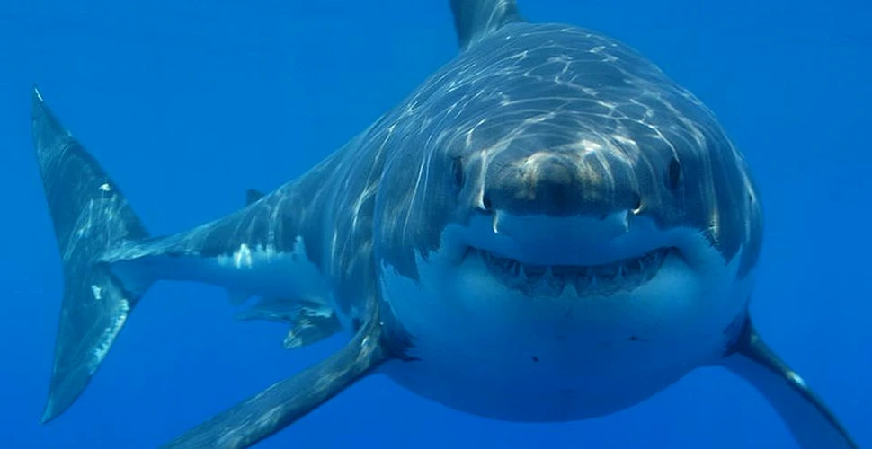 Un dinte al uriaşului rechin Megalodon a fost furat