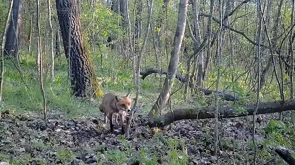 Punct de atracție pentru animale într-o pădure din Giurgiu. Ce specii au fost surprinse